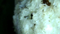 Leucophellinus hobsonii