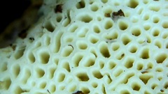 Leucophellinus hobsonii