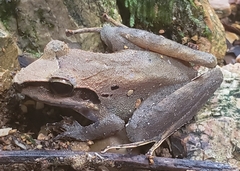 Craugastor longirostris