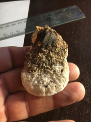 Leucophellinus hobsonii