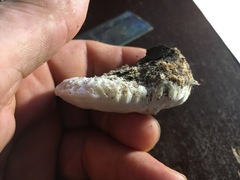 Leucophellinus hobsonii