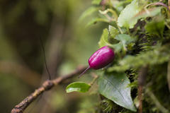 Tripterospermum luzonense