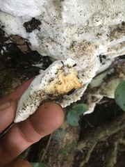 Leucophellinus hobsonii