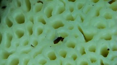 Leucophellinus hobsonii