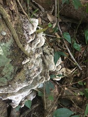 Leucophellinus hobsonii