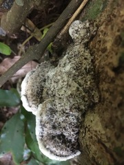 Leucophellinus hobsonii