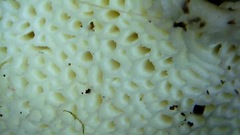 Leucophellinus hobsonii