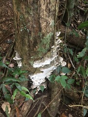 Leucophellinus hobsonii