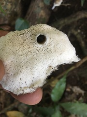 Leucophellinus hobsonii