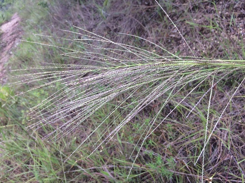Axonopus pellitus