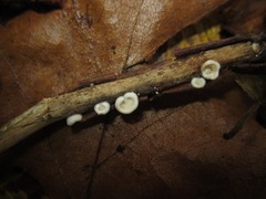 Crepidotus epibryus