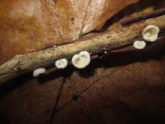 Crepidotus epibryus