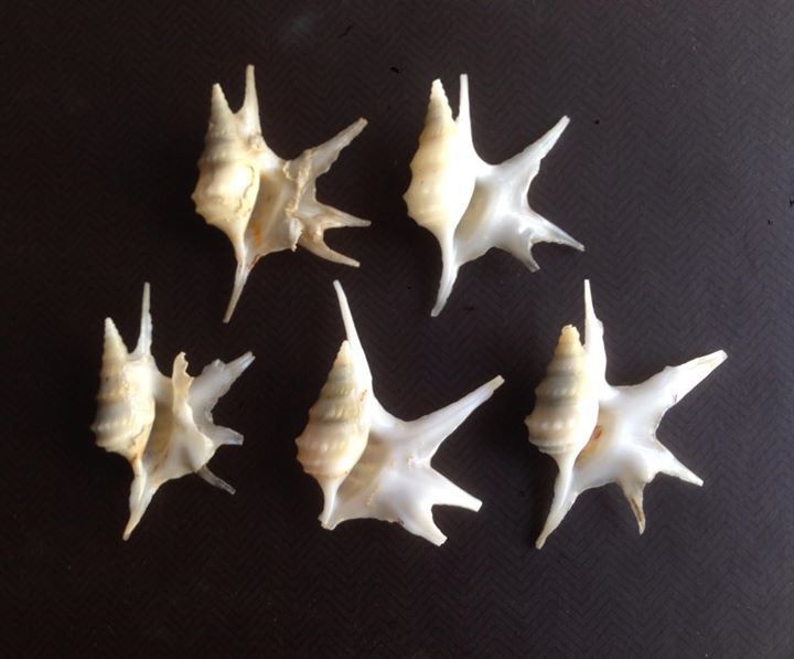 de Serre's Pelican's Foot