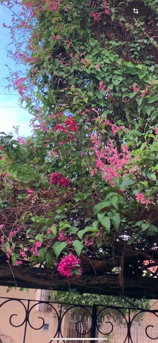 Coral Vine