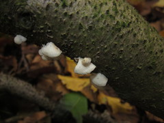 Crepidotus epibryus