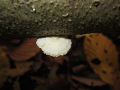 Crepidotus epibryus