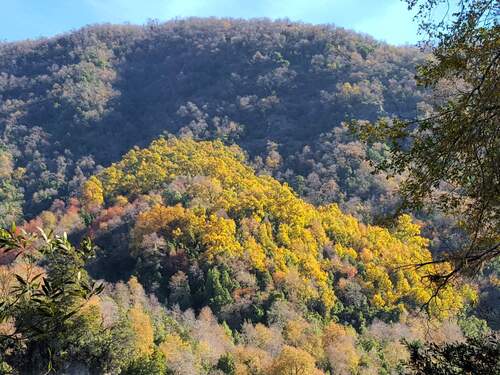 Nothofagus glauca