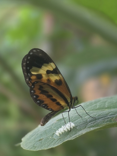 Polymnia Tigerwing