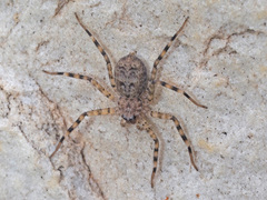 Anyphops caledonicus