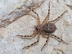 Anyphops caledonicus