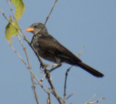 Bubalornis niger