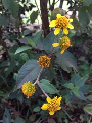 Tilesia baccata