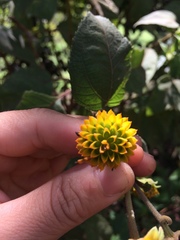 Tilesia baccata