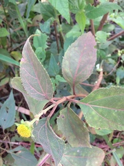 Tilesia baccata