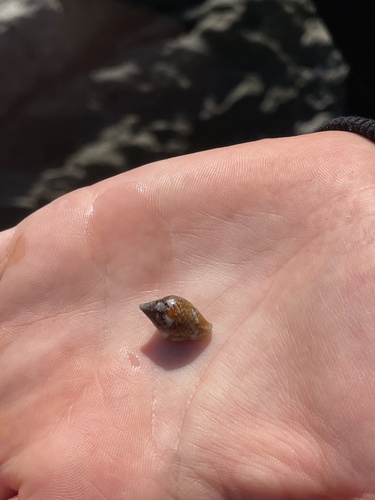 Columbella rustica