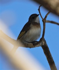 Conopophila albogularis
