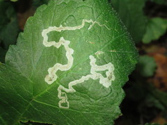 Stigmella pretiosa