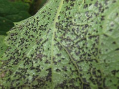 Phyllachora heraclei