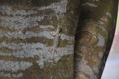 Draco sumatranus