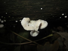 Crepidotus epibryus