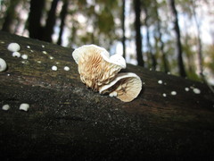Crepidotus epibryus