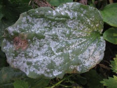 Golovinomyces sordidus