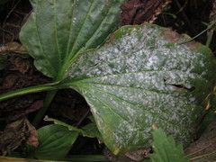 Golovinomyces sordidus