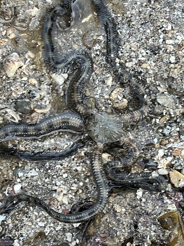 Ophiocomella alexandri observed 2026-03-15
