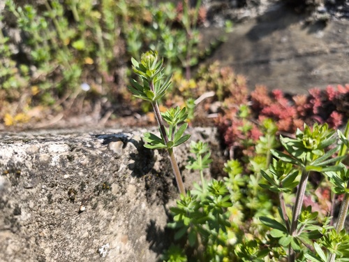 White Bedstraw (Galium album)