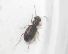 Asaphidion curtum