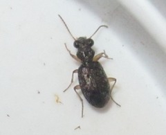 Asaphidion curtum