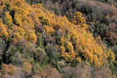 Roble (Nothofagus glauca)