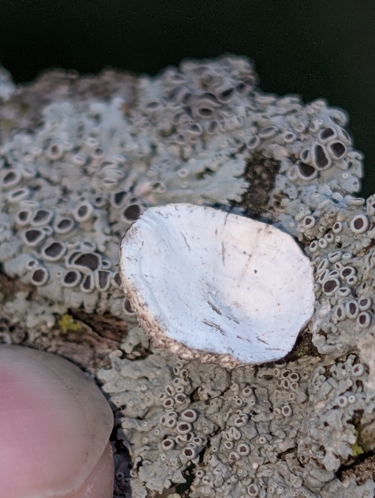 Trametes conchifer · March 2026 · photo: © brd23 (iNaturalist, cc0)