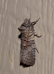 Culama suffusca
