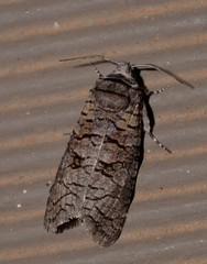 Culama suffusca