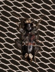Clerus gilberti