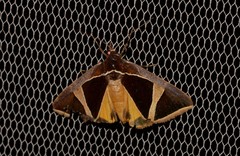Agamana conjungens