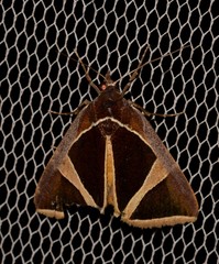 Agamana conjungens