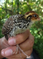Montezuma Quail photo 4