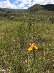 Trimezia juncifolia